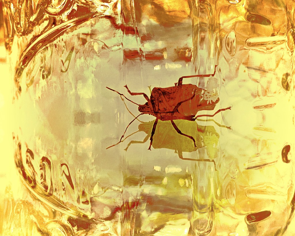 The winter stink bug / residing in a glass jar / temporarily. (haiku)