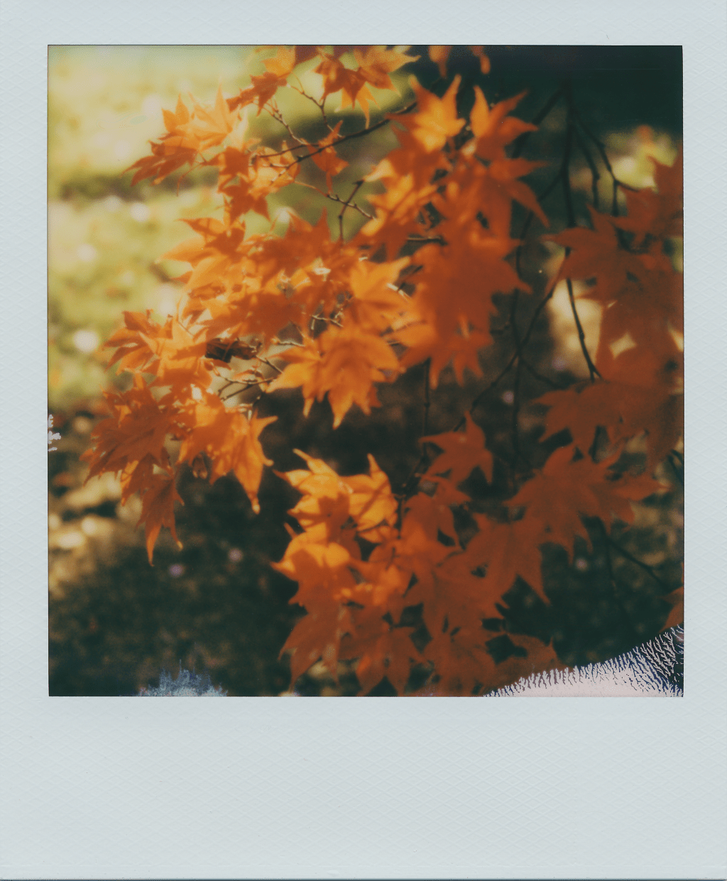 Polaroid SX-70