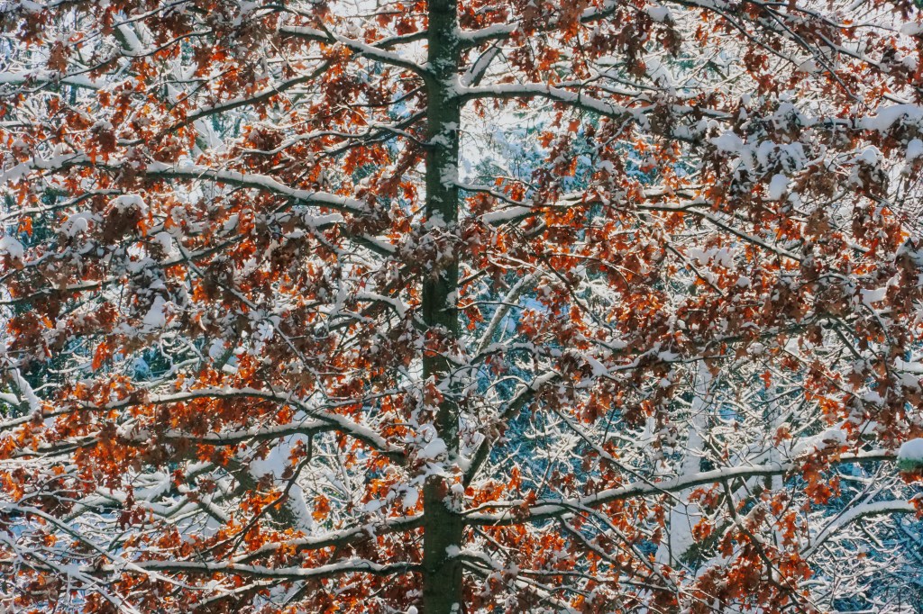 Young oak which refused / to shed its leaves in autumn / smiles in snow and&nbsp;sun.